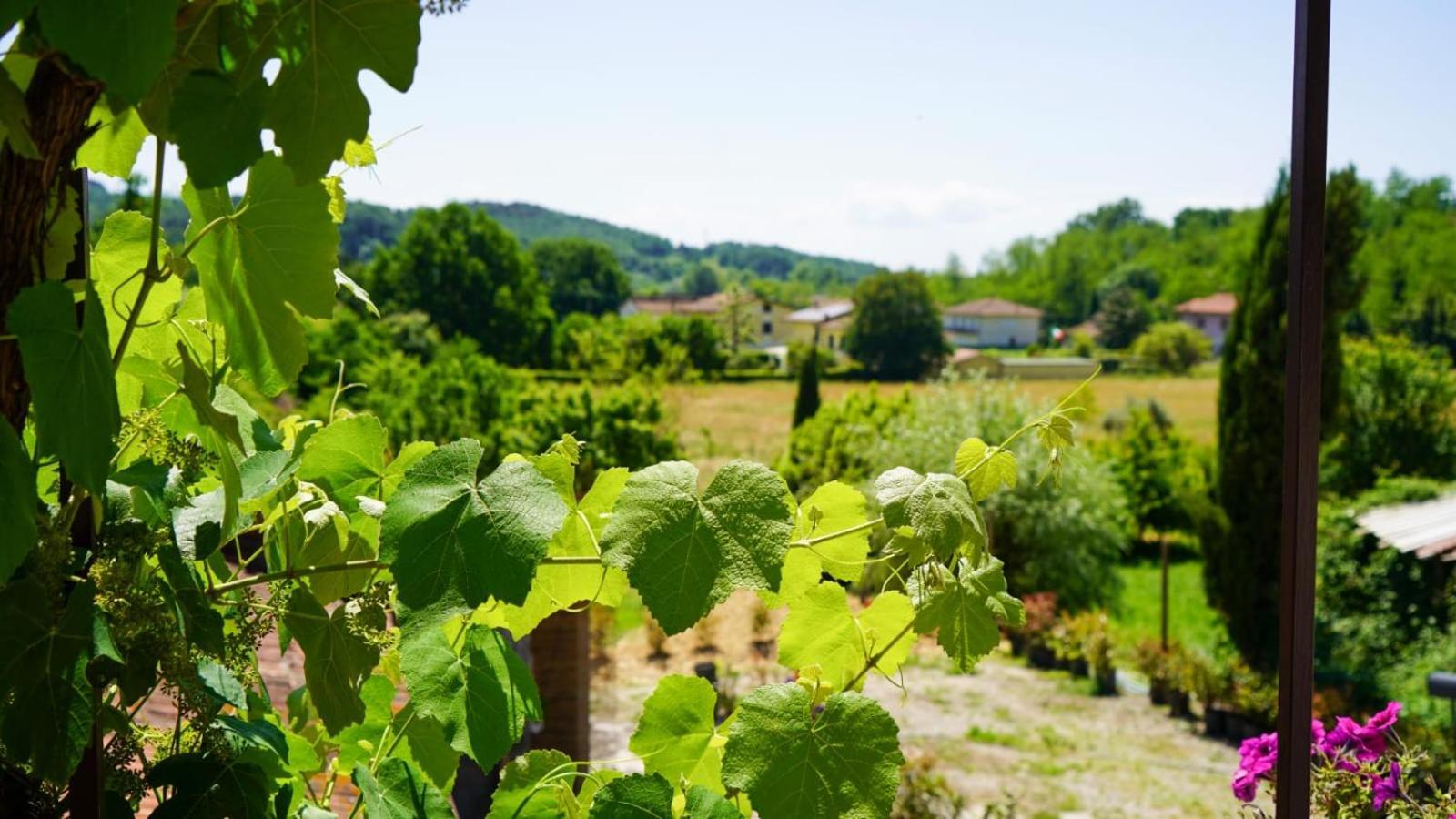 La Casa Nella Vigna Colline Del Vino Apartment Capannori Exterior foto